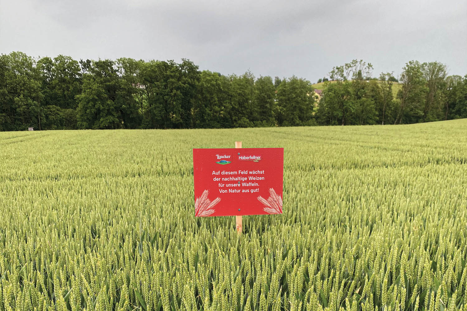 grano sostenibile grano sostenibile